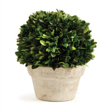 Load image into Gallery viewer, BOXWOOD BALL IN POT