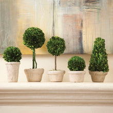 Load image into Gallery viewer, BOXWOOD TOPIARIES IN POTS, SET OF 5