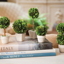 Load image into Gallery viewer, BOXWOOD MINI TOPIARIES IN POTS, SET OF 5