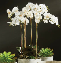 Load image into Gallery viewer, PHALAENOPSIS ORCHID BOWL DROP-IN 25"