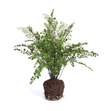 Load image into Gallery viewer, MAIDENHAIR DROP-IN 18"