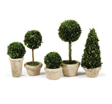 Load image into Gallery viewer, BOXWOOD TOPIARIES IN POTS, SET OF 5