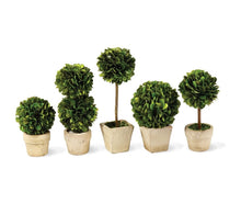 Load image into Gallery viewer, BOXWOOD MINI TOPIARIES IN POTS, SET OF 5