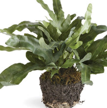 Load image into Gallery viewer, ECHEVERIA FERN DROP-IN 11.5"