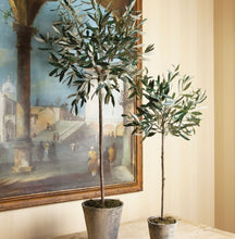 Load image into Gallery viewer, OLIVE TREE POTTED