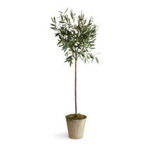 Load image into Gallery viewer, OLIVE TREE POTTED