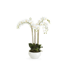 Load image into Gallery viewer, BARCLAY BUTERA PHALAENOPSIS IN CERAMIC BOWL 30"