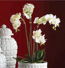 Load image into Gallery viewer, PHALAENOPSIS ORCHID BOWL DROP-IN 25"