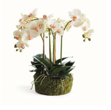Load image into Gallery viewer, Phalaenopsis Orchid Bowl Drop-In 18.5”