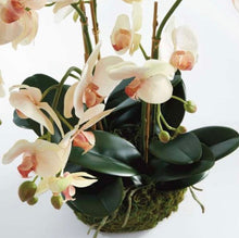 Load image into Gallery viewer, Phalaenopsis Orchid Bowl Drop-In 18.5”