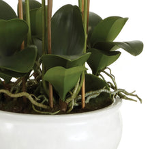 Load image into Gallery viewer, BARCLAY BUTERA PHALAENOPSIS IN CERAMIC BOWL 30"