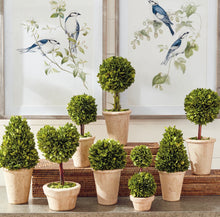 Load image into Gallery viewer, BOXWOOD TOPIARIES IN POTS, SET OF 8