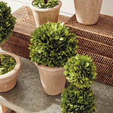 Load image into Gallery viewer, BOXWOOD TOPIARIES IN POTS, SET OF 8