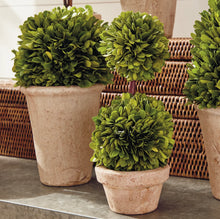 Load image into Gallery viewer, BOXWOOD TOPIARIES IN POTS, SET OF 8