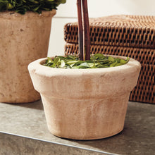 Load image into Gallery viewer, BOXWOOD TOPIARIES IN POTS, SET OF 8