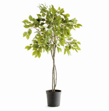 Load image into Gallery viewer, Grand Ficus Tree Drop in