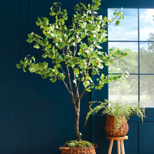 Load image into Gallery viewer, Ginkgo Tree Drop in 8’