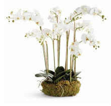 Load image into Gallery viewer, Phalaenopsis Orchid Bowl drop In 35”