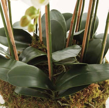 Load image into Gallery viewer, Phalaenopsis Orchid Bowl drop In 35”