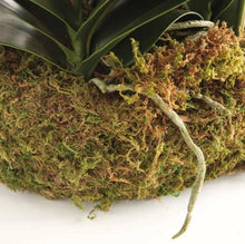 Load image into Gallery viewer, Phalaenopsis Orchid Bowl drop In 35”