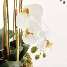 Load image into Gallery viewer, Phalaenopsis Orchid Bowl drop In 35”