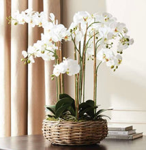 Load image into Gallery viewer, Phalaenopsis Orchid Bowl drop In 35”