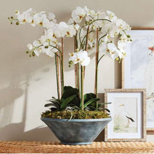 Load image into Gallery viewer, Phalaenopsis Orchid Bowl drop In 35”