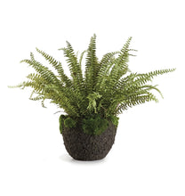 Load image into Gallery viewer, BOSTON FERN DROP-IN