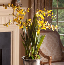 Load image into Gallery viewer, DANCING ORCHID DROP-IN 32"