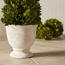 Load image into Gallery viewer, BOXWOOD CONE TOPIARY IN POT