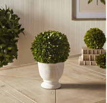 Load image into Gallery viewer, BOXWOOD CONE TOPIARY IN POT