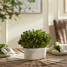 Load image into Gallery viewer, BOXWOOD BUSH IN OVAL POT