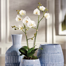 Load image into Gallery viewer, PHALAENOPSIS X 2 DROP-IN 23"