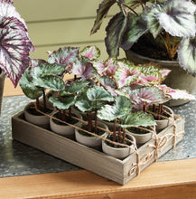 Load image into Gallery viewer, MINI BEGONIAS 5.5" POTTED, SET OF 12