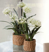 Load image into Gallery viewer, Agapanthus drop-in