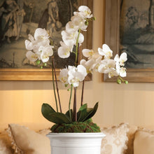 Load image into Gallery viewer, PHALAENOPSIS ORCHID DROP-IN