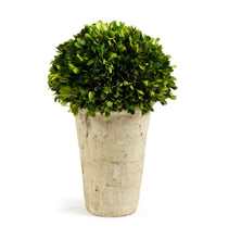 Load image into Gallery viewer, BOXWOOD THREE-QUARTER BALL IN POT
