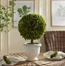 Load image into Gallery viewer, BOXWOOD SINGLE 11" BALL TOPIARY IN POT