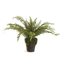 Load image into Gallery viewer, BOSTON FERN DROP-IN