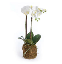 Load image into Gallery viewer, PHALAENOPSIS ORCHID DROP-IN