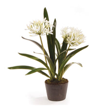 Load image into Gallery viewer, Agapanthus drop-in