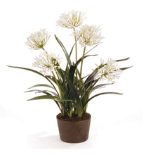 Load image into Gallery viewer, Agapanthus drop-in