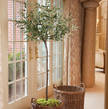 Load image into Gallery viewer, OLIVE TREE IN MOSS POT 69"