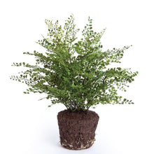 Load image into Gallery viewer, MAIDENHAIR DROP-IN