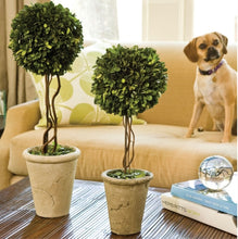 Load image into Gallery viewer, BOXWOOD SINGLE SPHERE TOPIARY 23.25"