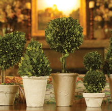Load image into Gallery viewer, BOXWOOD TOPIARIES IN POTS, SET OF 8