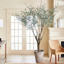 Load image into Gallery viewer, Grand Olive Tree Drop In
