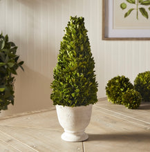 Load image into Gallery viewer, BOXWOOD CONE TOPIARY IN POT