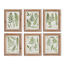 Load image into Gallery viewer, ASSORTED FROND STUDY PETITE, SET OF 6