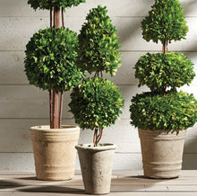 Load image into Gallery viewer, BOXWOOD CONE & BALL TOPIARY 25"